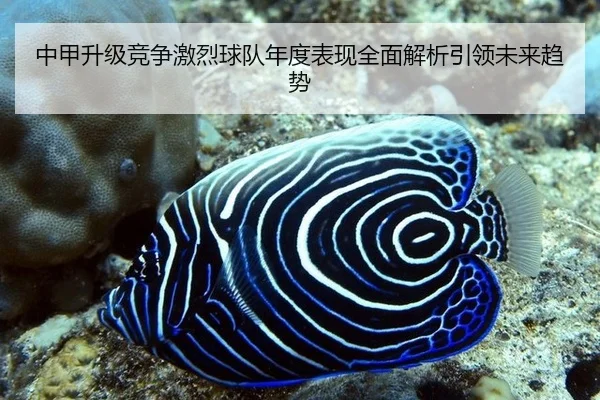 中甲升级竞争激烈球队年度表现全面解析引领未来趋势